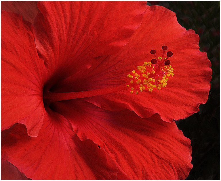 Red Hibiscus Closeup Detail   P O'Malley (5674)